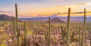 Image of desert sunset scene with cactus and mountains
