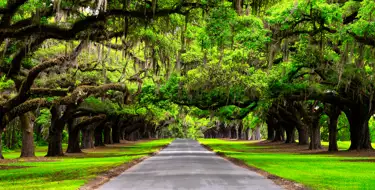 Image of lush tree-lined road stretching to the horizon
